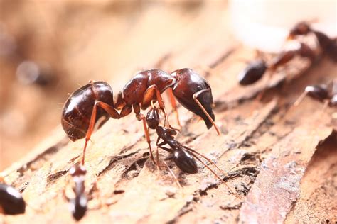 螞蟻 食物|螞蟻帝國 Empire of ants 